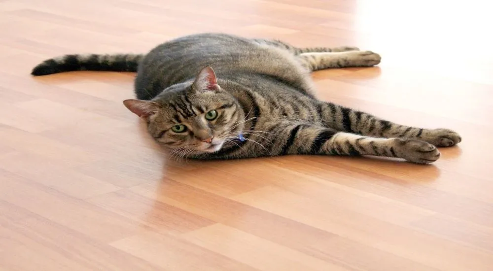 pets-friendly-home-flooring